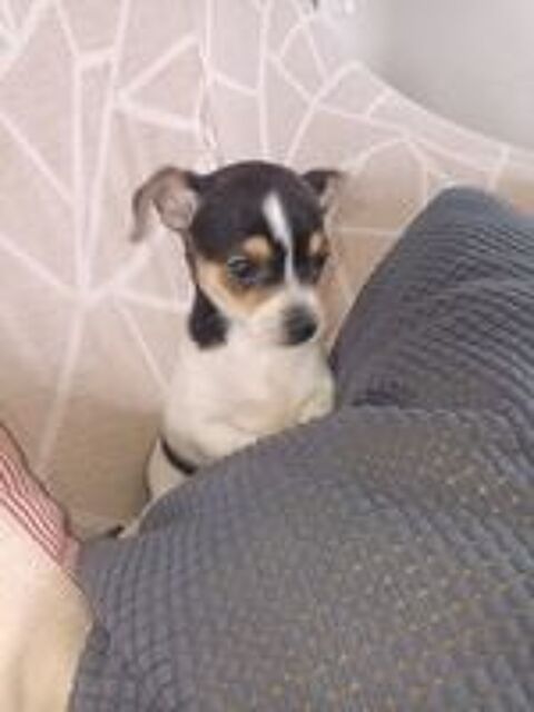   Chihuahua a reserver 