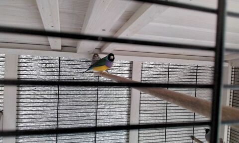 Diamant de gould m&acirc;le 35 44630 Plessé