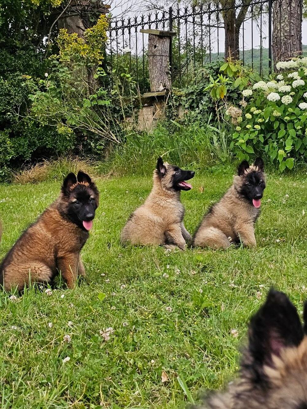   superbes chiots tervuerens 