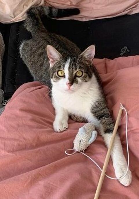 YOKI CHATON TIGRE BLANC 9 MOIS 225 92260 Fontenay-aux-roses
