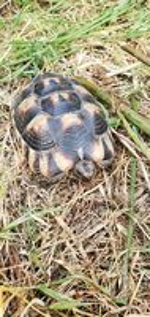  Marginata mâle et femelle  14 ans 