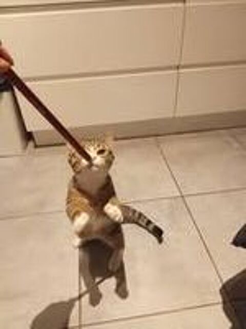   Chat WHISPER � l adoption 