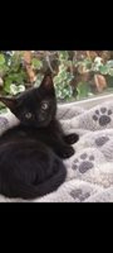   Adorable chaton  