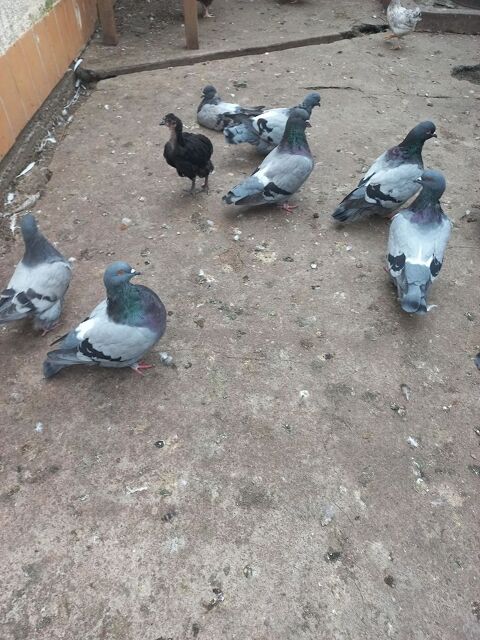 pigeons  mondain 50 31620 Fronton