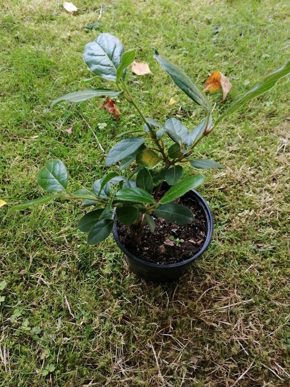 laurier tin viburnum tinus en pot Jardin