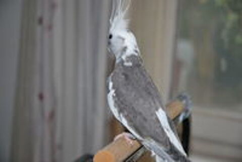   calopsitte eam male 