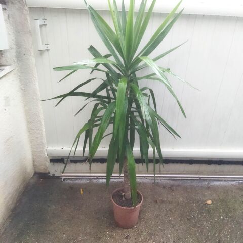 Yucca 1 pied hauteur 170 cm 35 Montpellier (34)