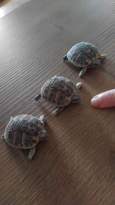 Tortue Hermann juvénile 60 34800 Clermont-l'hrault