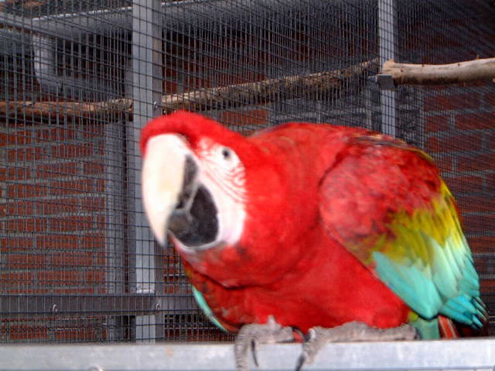   jeune chloroptère 