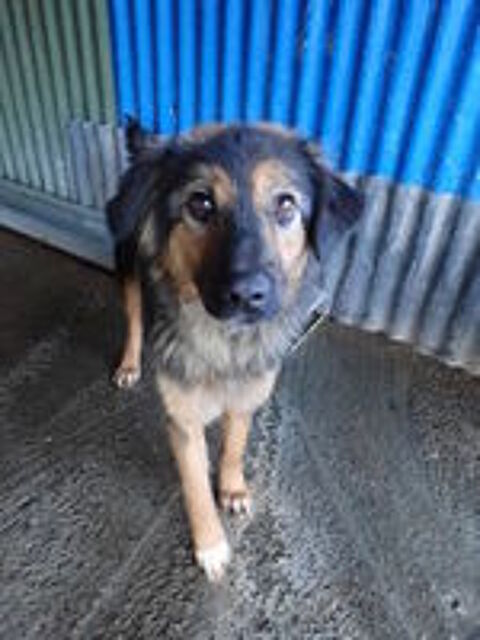   Shiraz à l'adoption 