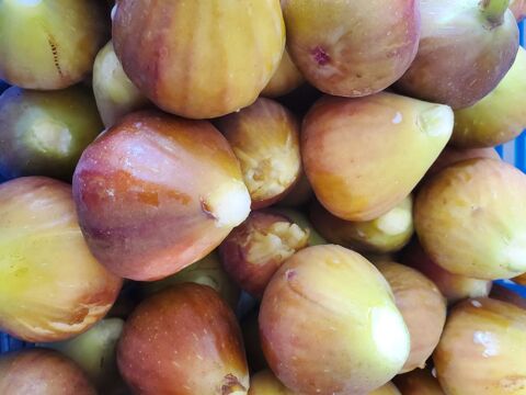 FIGUES Angles (85)