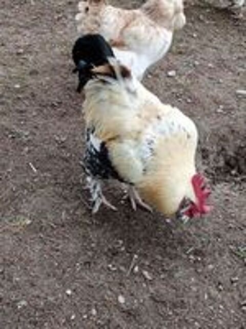   Coq FAVEROLLES 
