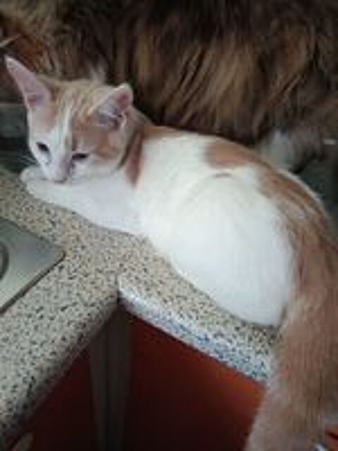   Donne chaton 