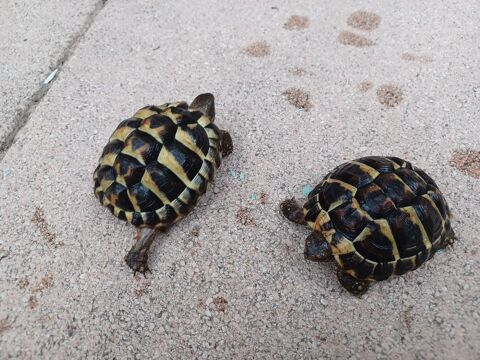 TORTUES TERRESTES de 4 ans 50 13127 Vitrolles
