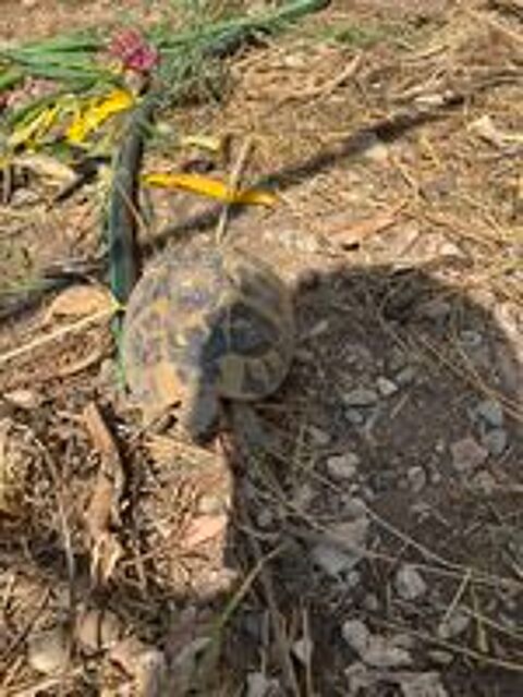   Tortue mâle plus de 12 ans  