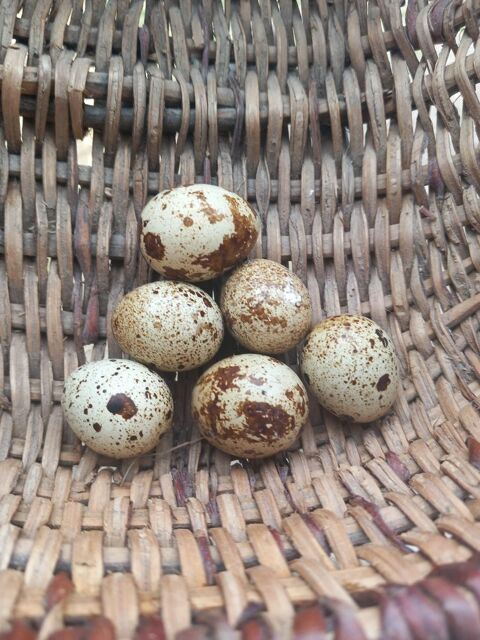Oeuf de caille 2 71360 pinac