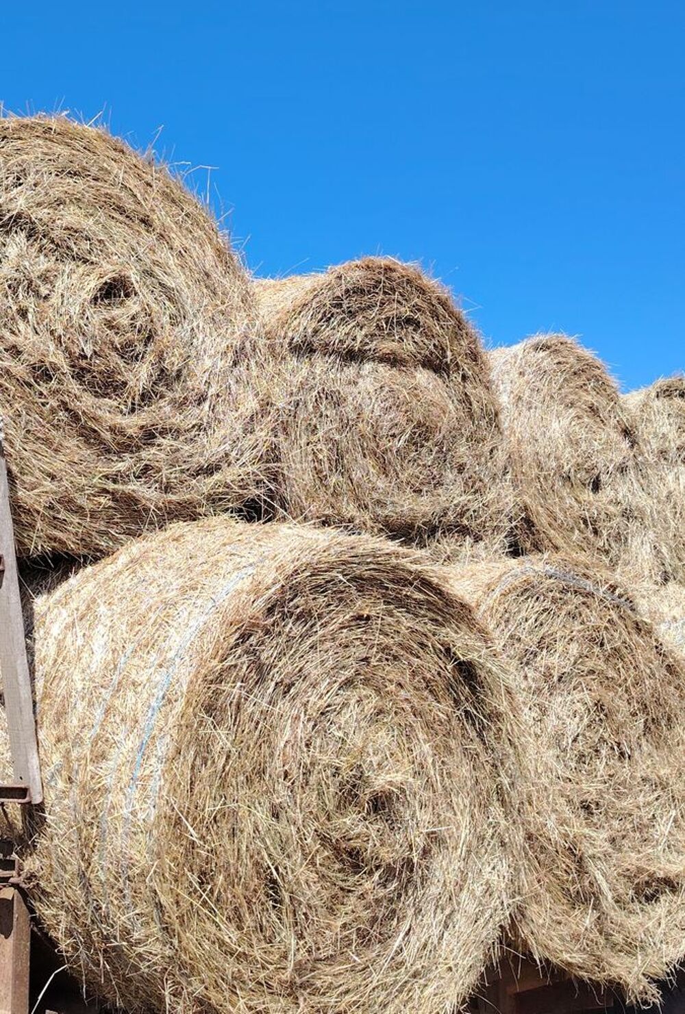   Foin de prairie  