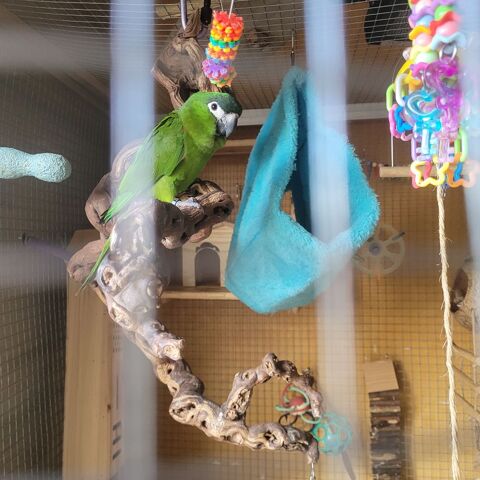 Ara nobilis  1200 91200 Athis-mons