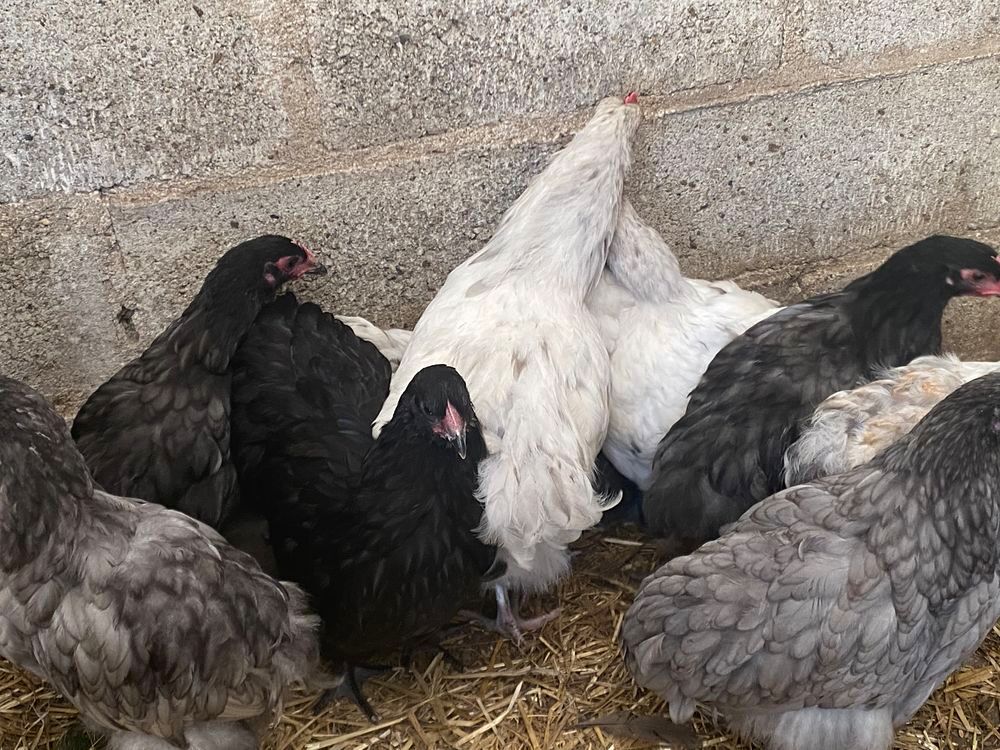   Poules et coqs orpington  