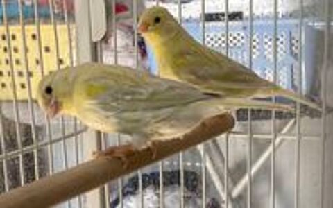   Canaris 