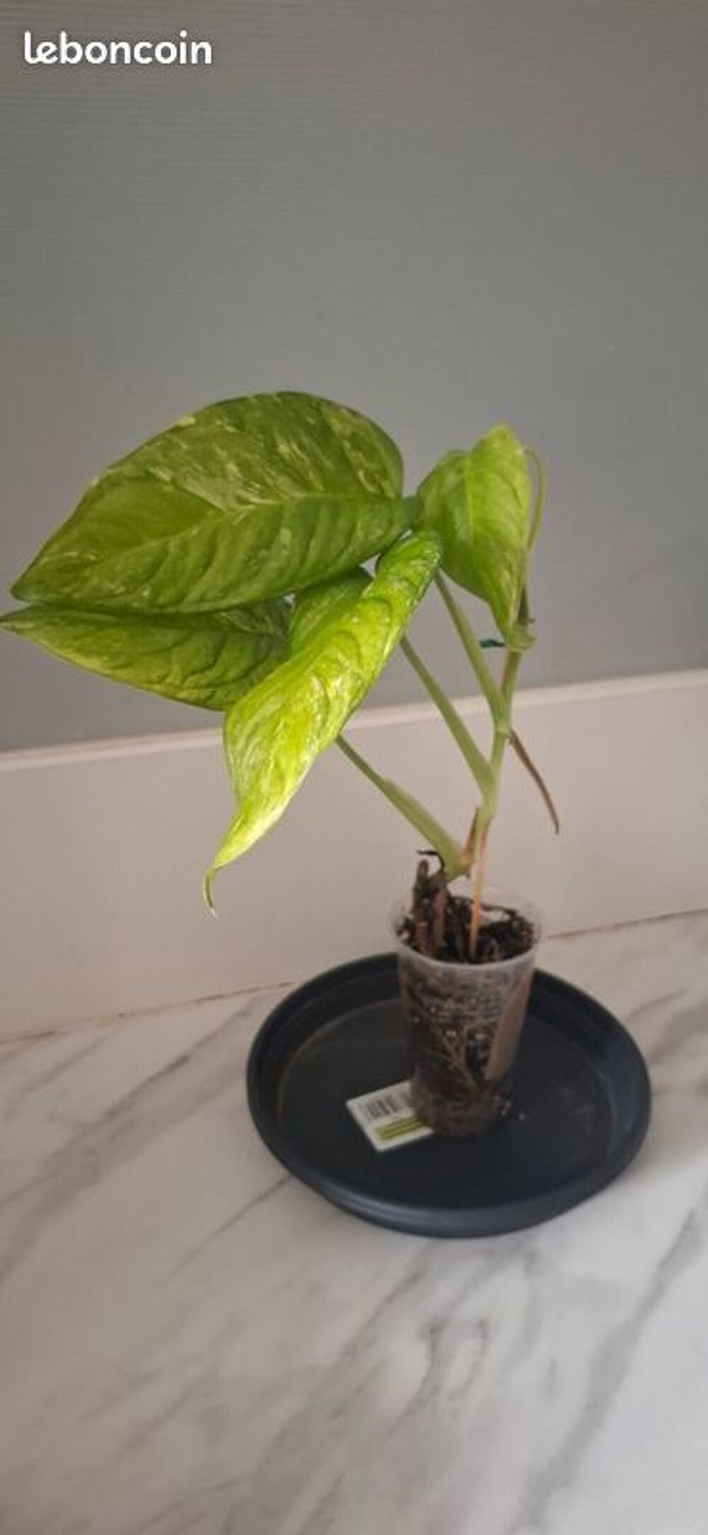 Monstera lechleriana variegata bouture 53 Décoration