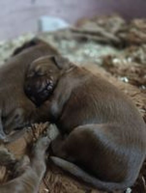   chiot setter irlandais rouge 