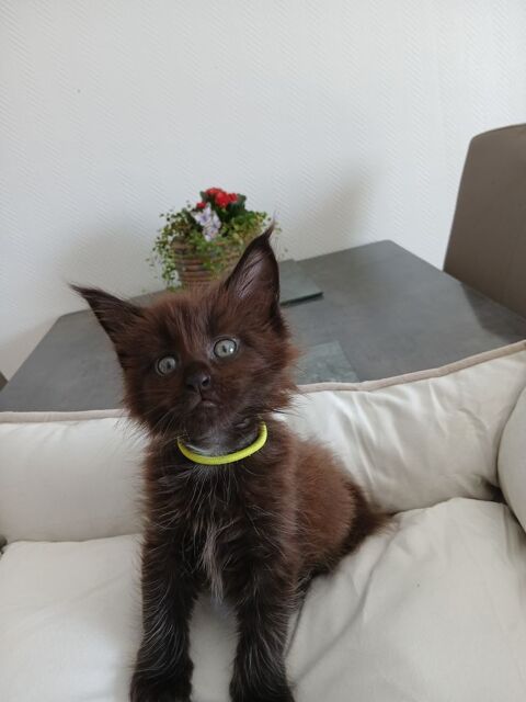 A r&eacute;serv&eacute; chatons Maine coon 850 57600 Forbach