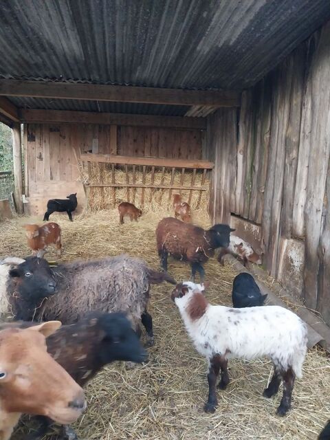 Moutons Ouessant ou type Ouessant 60 41700 Le controis-en-sologne