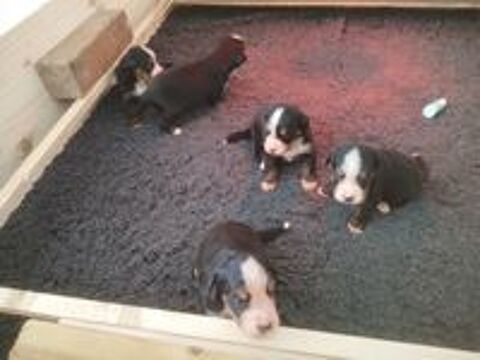   ? Adorables chiots Bouviers Bernois ??
