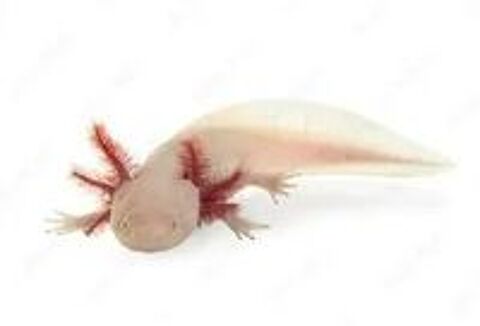   Axolotls blancs 