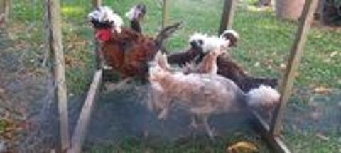   Divers races de poules et coqs d'ornements 