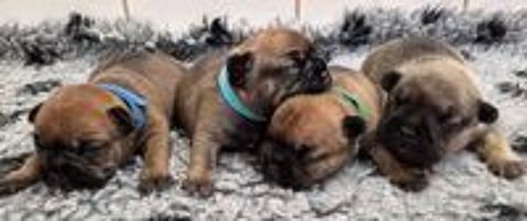   A reserver magnifiques chiots bouledogue francais fauve roug 