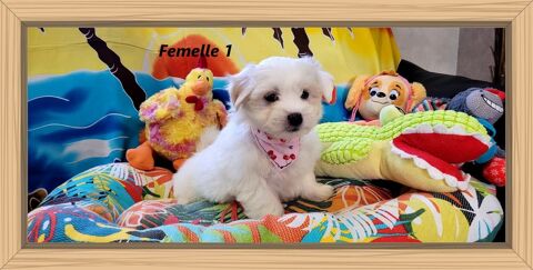 CHIOTS BICHON MALTAIS (femelle) 900 41700 Le controis-en-sologne