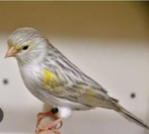  Recherche éleveur Canaris 
