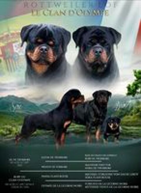   ROTTWEILER LOF gros gabarit  