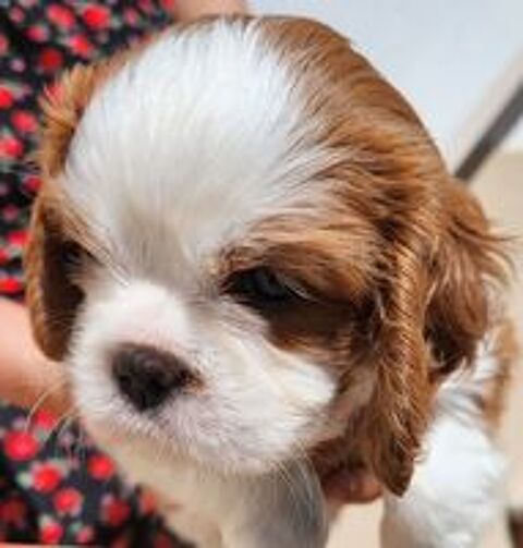   de chiots Cavalier King Charles LOF 