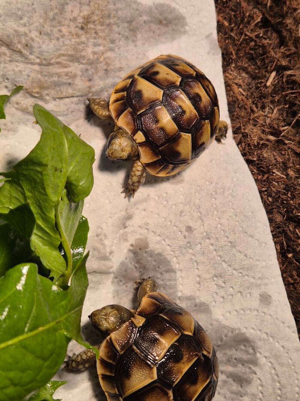   Bebes grecques 