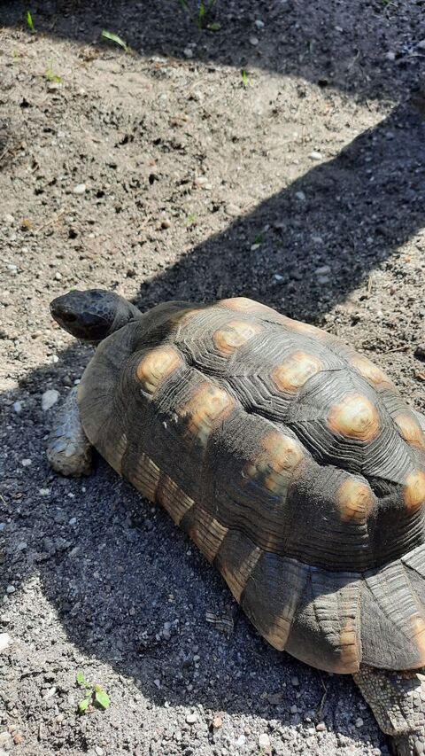tortue  300 33830 Lugos