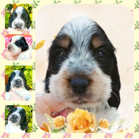 Chiots COCKER ANGLAIS non-lof (facilités 3-4 * CB) 990 89270 Vermenton