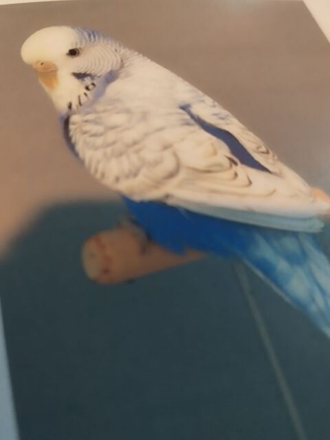 Recherche perruches ondul&eacute;es 
0 81100 Burlats