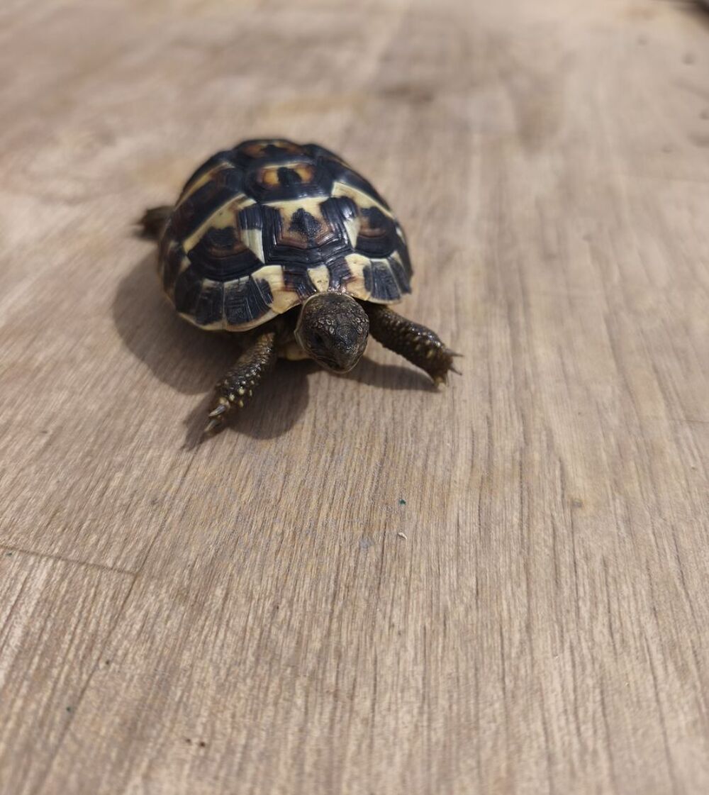   TORTUE DE TERRE 