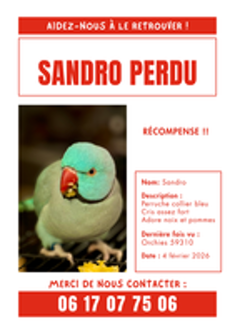  PERRUCHE COLLIER PERDU 