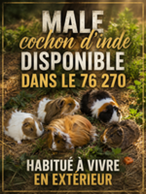   Cochon d'indes mâles et femelles  