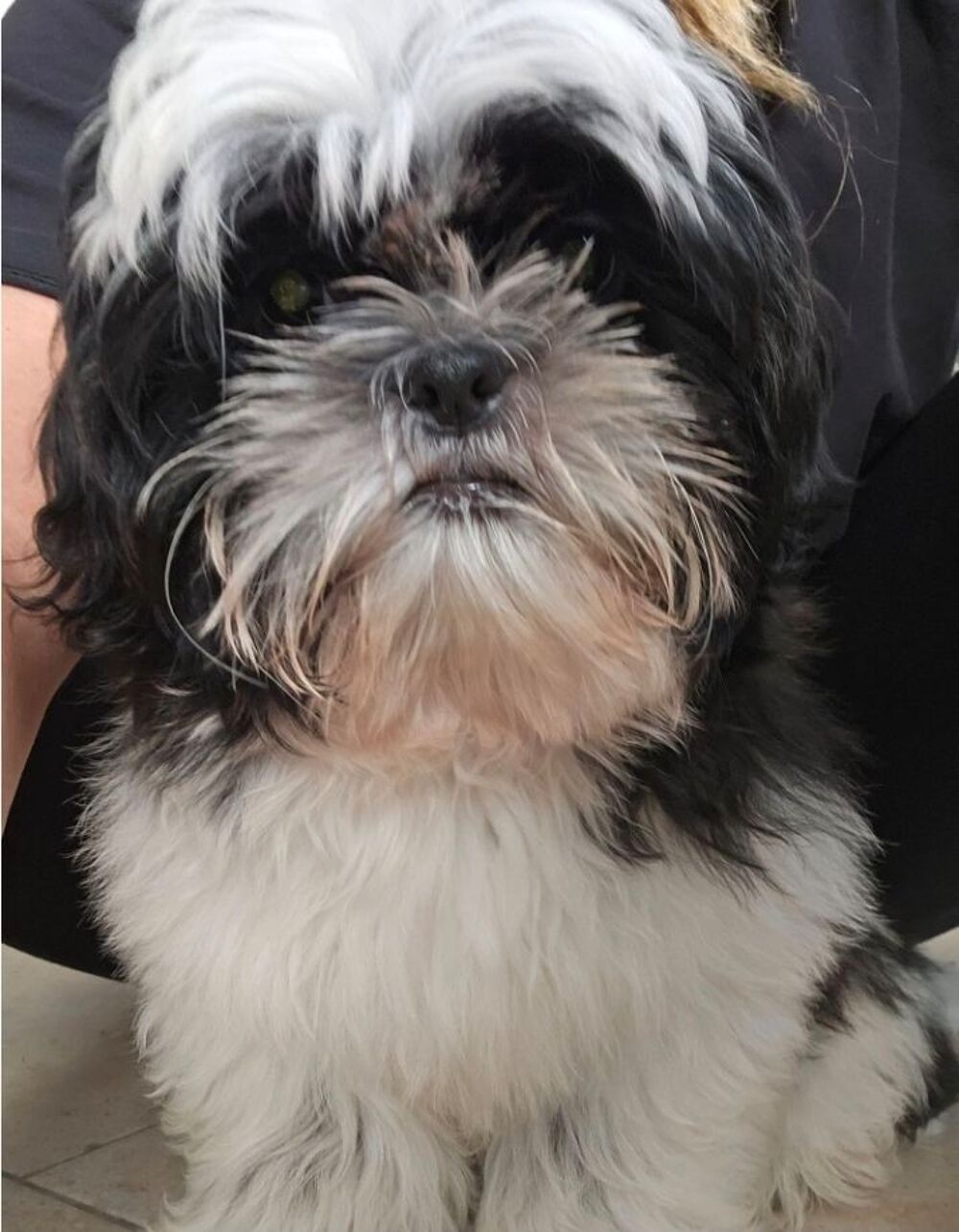   Chiots mâles et femelle Shih-tzu inscrits au LOF 