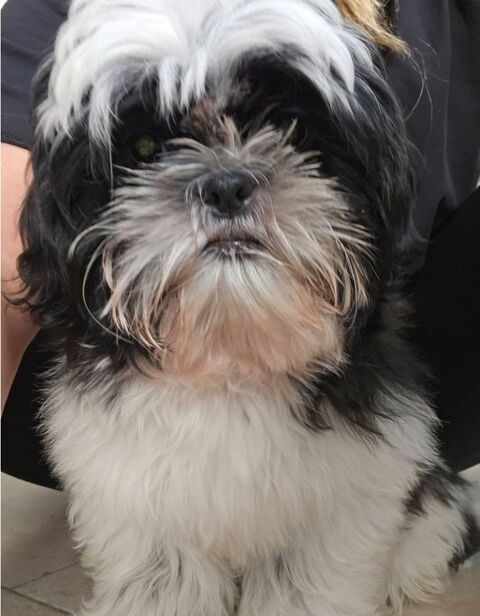 Chiots m&acirc;les et femelle Shih-tzu inscrits au LOF 950 45700 Villevoques
