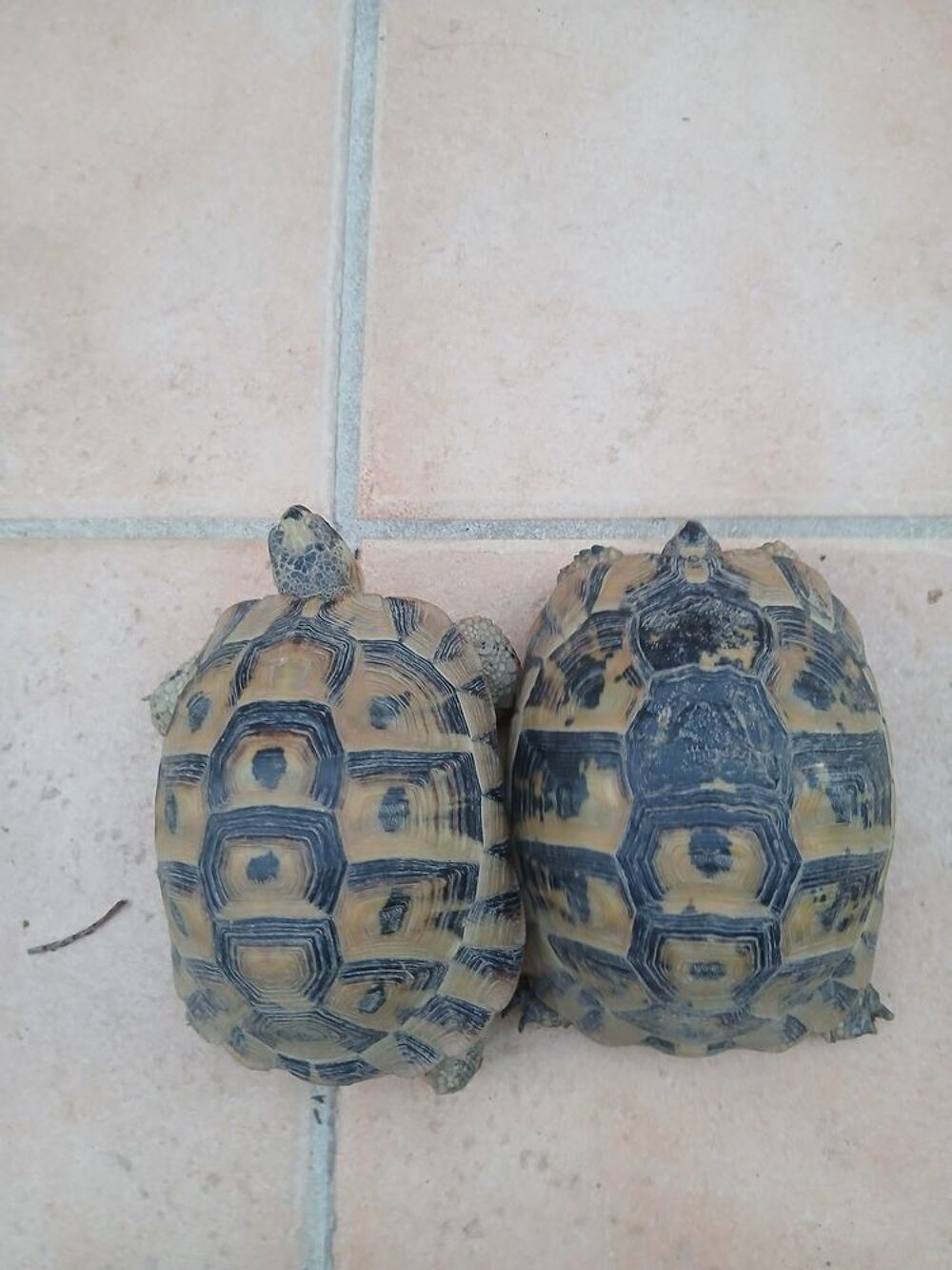   Couple de tortue de terre de 7 ans  