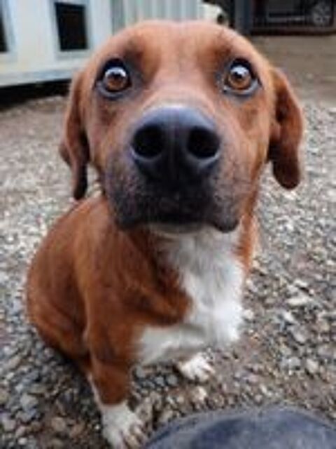   Duphy � l'adoption 