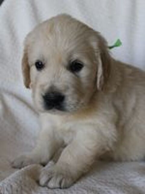   Magnifiques Golden Retrievers LOF 