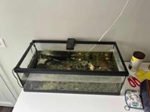   Aquarium + 2 tortues et un pleco 
