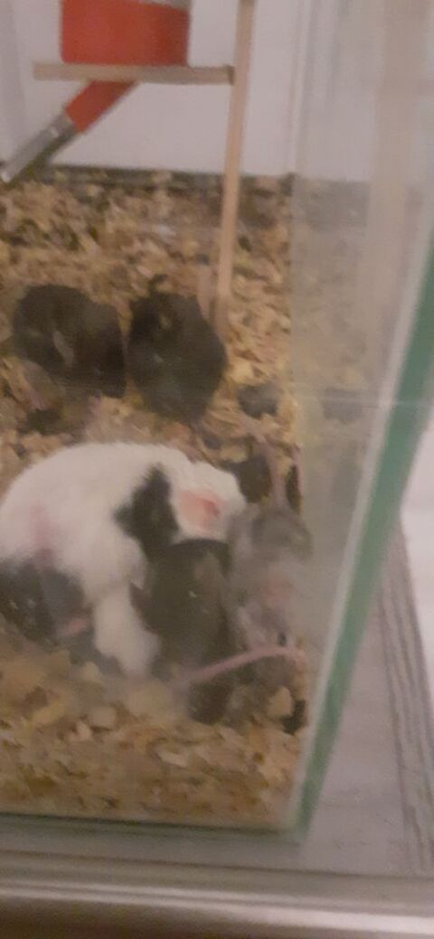 souris diff&eacute;rentes couleurs et taille 1 88150 Thaon-les-vosges